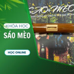 Khóa học Sáo Mèo